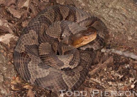 Copperhead (Agkistrodon contortrix)