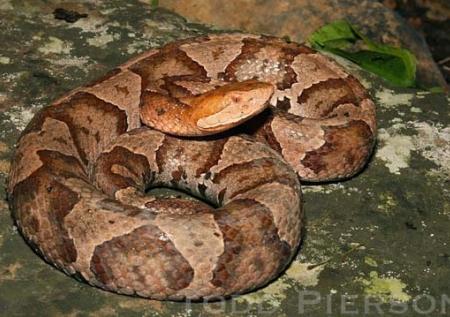 Copperhead (Agkistrodon contortrix)