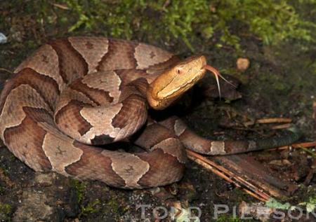 Copperhead (Agkistrodon contortrix)