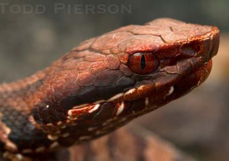 Western Cottonmouth (Agkistrodon piscivorus)