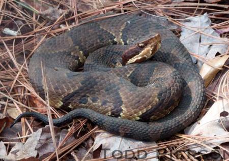 Western Cottonmouth (Agkistrodon piscivorus)