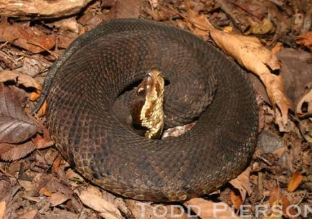 newborn cottonmouth snake