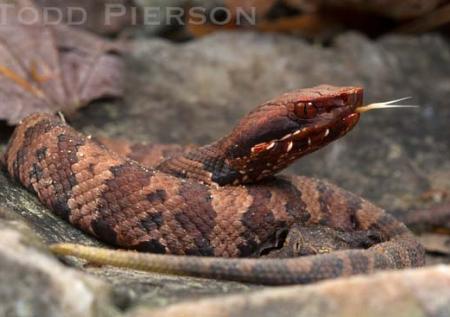 Western Cottonmouth (Agkistrodon piscivorus)