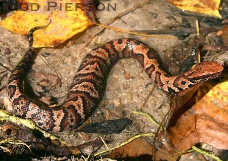 Western Cottonmouth (Agkistrodon piscivorus)