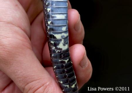 Eastern Black Kingsnake (Lampropeltis nigra)