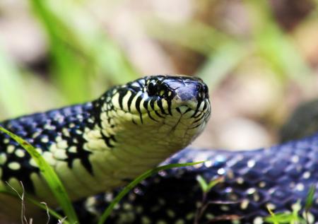 Eastern Black Kingsnake (Lampropeltis nigra)