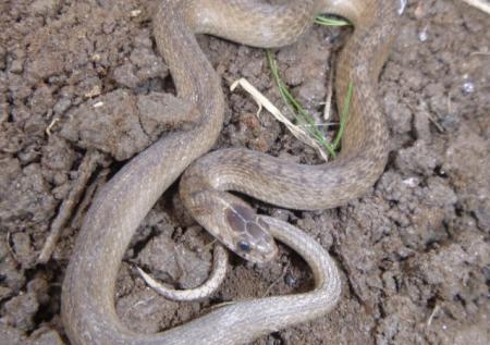 Dekay's Brownsnake (Storeria dekayi)