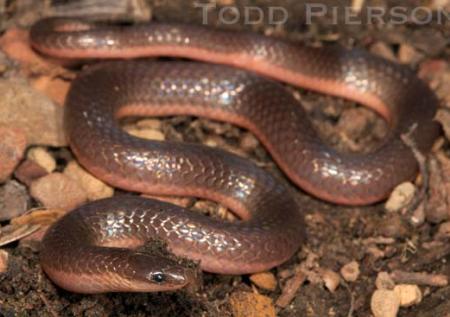 Common Wormsnake (Carphophis ameonus)