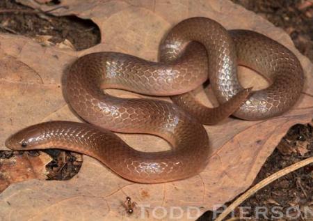 Common Wormsnake (Carphophis ameonus)