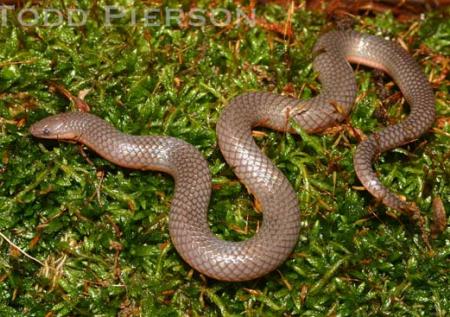 Common Wormsnake (Carphophis ameonus)