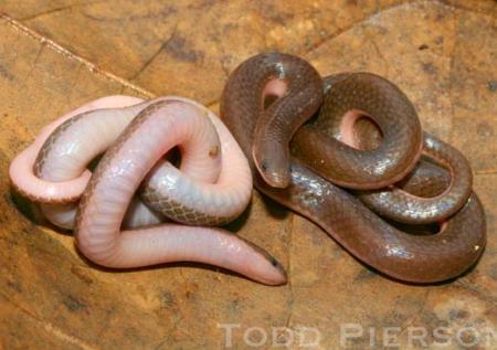 Eastern worm snake: worm or snake?