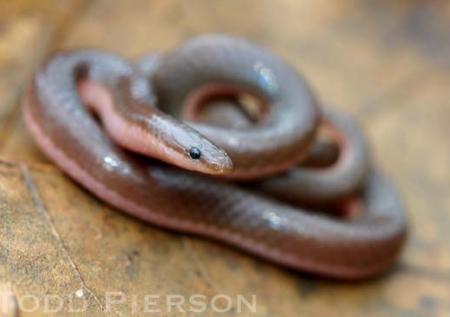 Common Wormsnake (Carphophis ameonus)