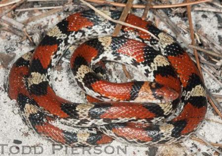 Scarletsnake (Cemophora coccinea)