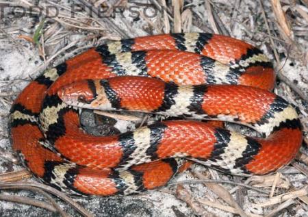 Scarletsnake (Cemophora coccinea)