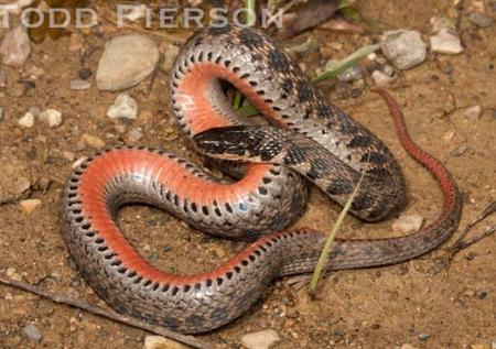 Kirtland's Snake (Clonophis kirtlandii)