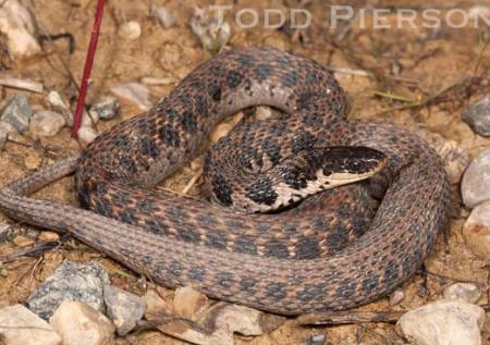 Kirtland's Snake (Clonophis kirtlandii)