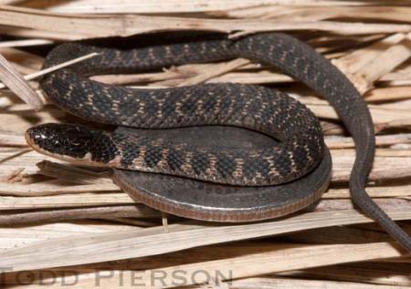 Kirtland's Snake (Clonophis kirtlandii)