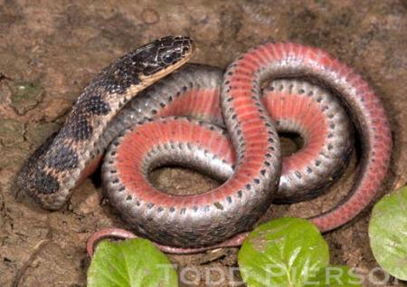 Kirtland's Snake (Clonophis kirtlandii)