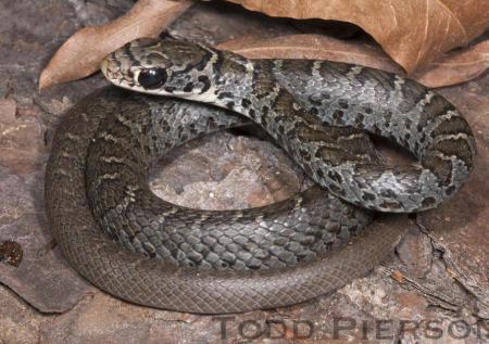 North American Black Racer (Coluber constrictor)