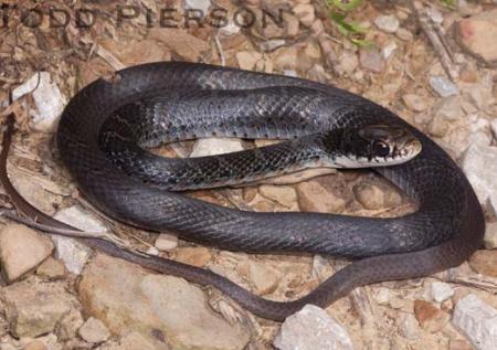 black racer snake bite