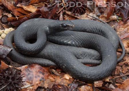 North American Black Racer (Coluber constrictor)