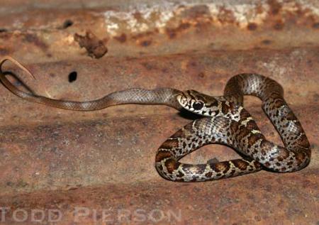 North American Black Racer (Coluber constrictor)