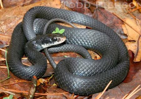 black racer snake bite