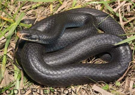 North American Black Racer (Coluber constrictor)