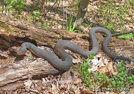 Plainbelly Watersnake (Nerodia erythrogaster)