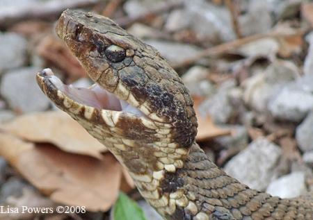 Western Cottonmouth (Agkistrodon piscivorus)