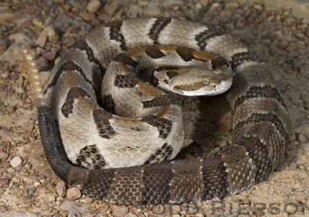 Timber Rattlesnake (Crotalus horridus)