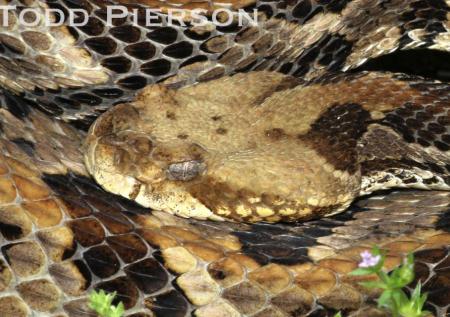 Timber Rattlesnake (Crotalus horridus)