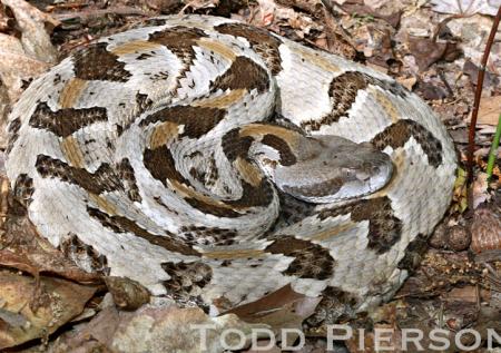 Timber Rattlesnake (Crotalus horridus)