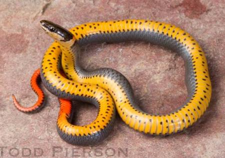 Ring-necked Snake (Diadophis punctatus)