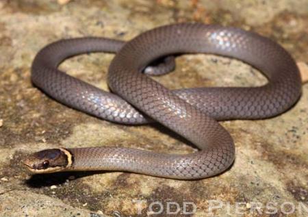 baby ringneck snake