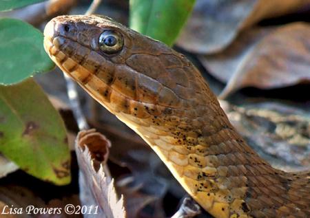 Common or Northern Watersnake (Nerodia sipedon)