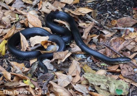 Eastern Black Kingsnake (Lampropeltis nigra)