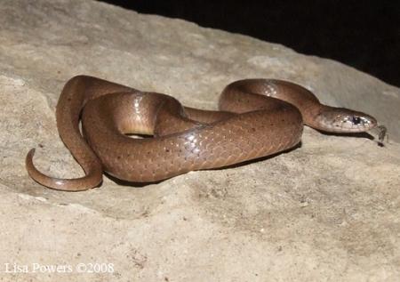 Smooth Earthsnake (Virginia valeriae)