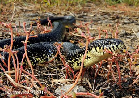 Eastern Black Kingsnake (Lampropeltis nigra)