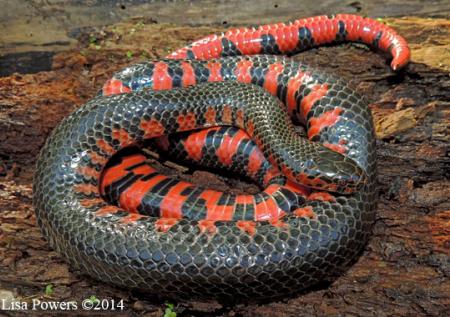 snakes with white bellies