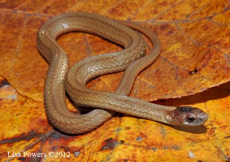 Red-bellied Snake (Storeria occipitomaculata)