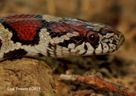 Eastern Milksnake (Lampropeltis triangulum)