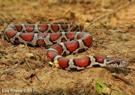 Eastern Milksnake (Lampropeltis triangulum)