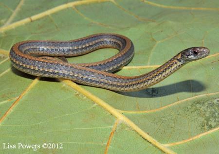 Red-bellied Snake (Storeria occipitomaculata)