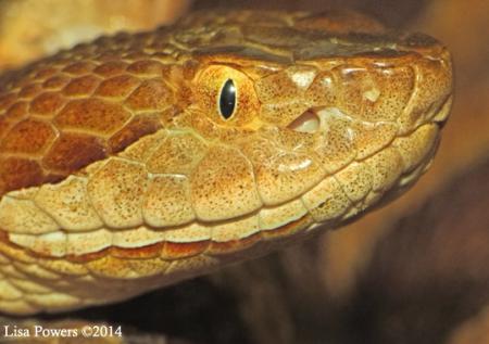 Copperhead (Agkistrodon contortrix)