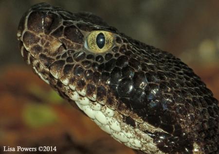 Timber Rattlesnake (Crotalus horridus)