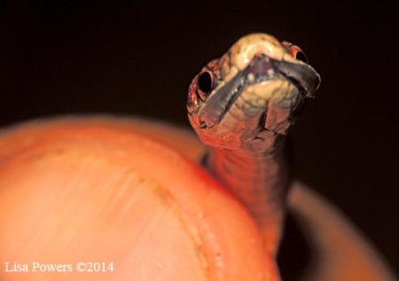 Red-bellied Snake (Storeria occipitomaculata)