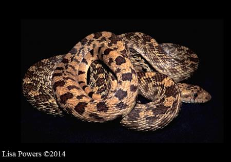 Pinesnake (Pituophis melanoleucus)