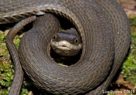 Queensnake (Regina septemvittata)