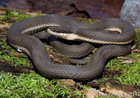 Queensnake (Regina septemvittata)